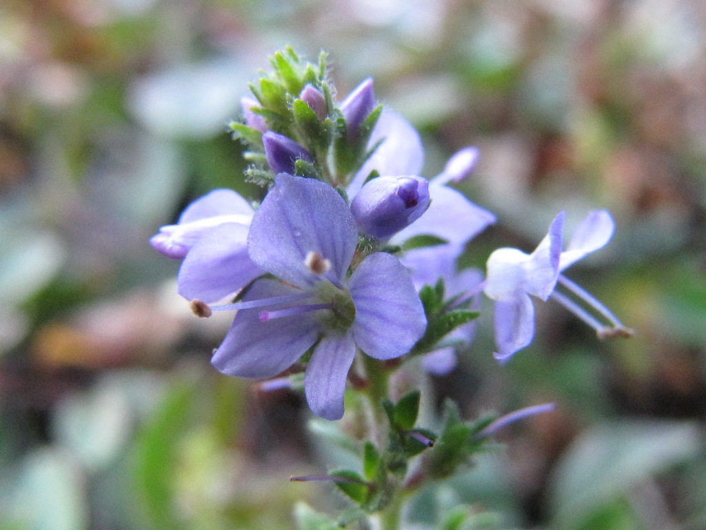 Veronica officinalis